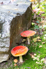 Toadstool in the forest between Laub and Moss in Schoeneck in the Vogtland in Saxony.