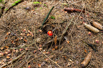 Toadstool in the forest between Laub and Moss in Schoeneck in the Vogtland in Saxony.