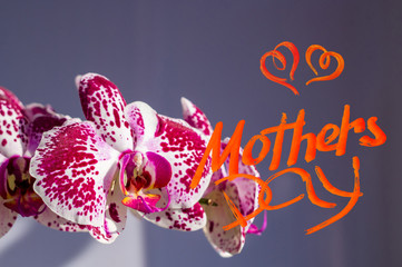 Naklejka premium Holiday card - blooming multicolored orchids, holiday greetings, handwritten inscription with a brush Mothers Day, greeting lettering.