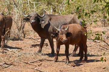 Breeding herd of Cape buffalo