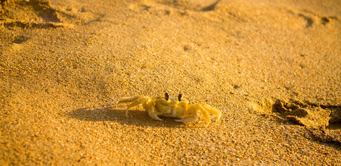 Crab on the beach with sunset sunlight.
