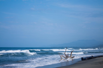 Tree on the beach dragged by the waves.