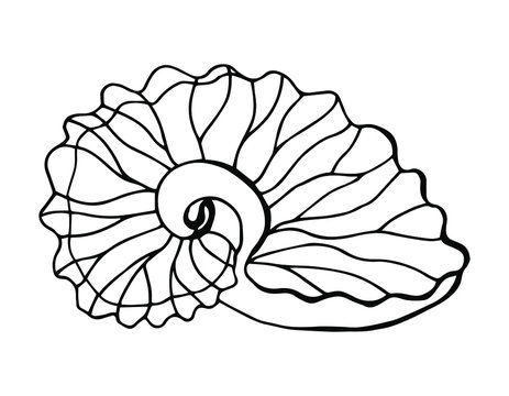 Sink Argonaut Hyens, Argonautidae. It lives in the Tropical and subtropical seas around the world. Line art. white background, isolation. Stock illustration.