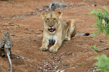 Lioness licking her lips in Kruger