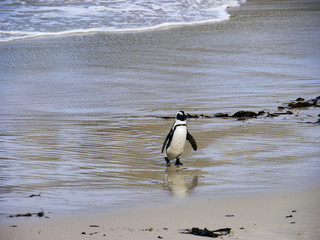 African penguin (Spheniscus demersus) - South Africa
