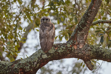 An immature Verreaux's Eagle-owl (Giant Eagle-Owl)