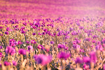 Naklejka premium Field of violet opium poppy in spring with sun rays, Czech Republic