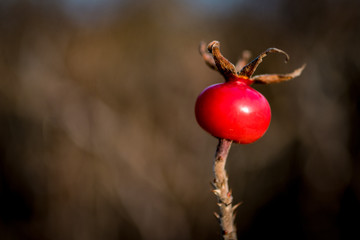 Winterfrucht