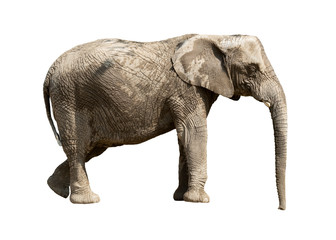 Complete elephant, isolated on white, Czech Republic