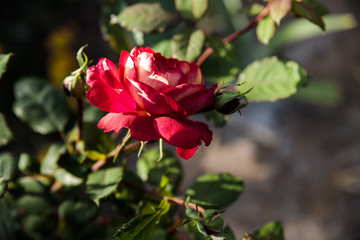 Red rose flower rose varieties Docteurs Massad