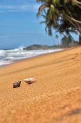 Two seashells on the shore of the Indian Ocean in Sri Lanka.