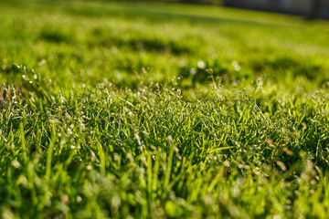 Naklejka premium Detail of the grass in summer