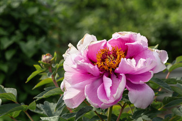 Beautiful  peony in a full bloom