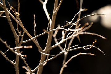 Bare twigs in the spring garden