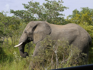 Elephant close to Safari Jeep - Kruger National Park, South Africa