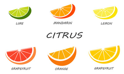 Citrus set isolated on white background. Fresh and juicy slices of citruses. Illustration fruit with flat design.