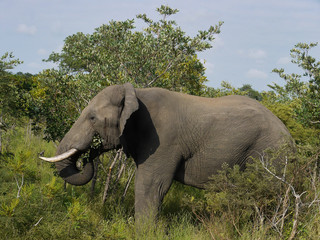 Elephant close to Safari Jeep - Kruger National Park, South Africa