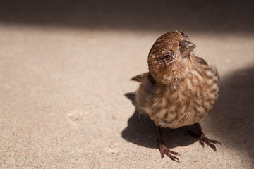 Sick Sparrow