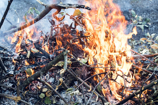 Farmer Burns Green Waste In The Concept Of Bonfire, Bonfire Outdoors, Agriculture. Fallen Leaves, Branches And Household Trash Burns In An Autumn Fire