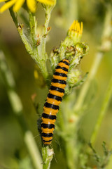 Catepillar of a Cinnabar moth (Tyria jacobaeae) feeding on Tansy Ragwort (Jacobaea vulgaris).