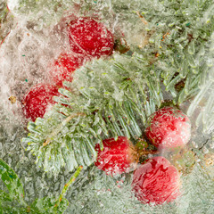 red berries and needles in ice - 325455532