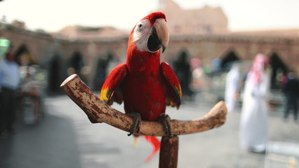 Big Ara Parrot Close up in Exotic Bird Market. Bright Red Gracious Tropical Macaw Genus Walking on...