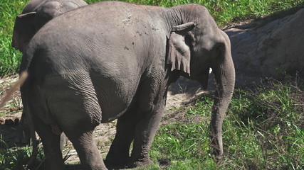 Fototapeta premium Group of Elephant in Jungle Sanctuary Thailand. Enormous Animal Chewing Branch. Chiang Mai Province Conservation. Huge Herbivore Asian Mammal Eating