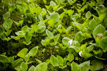 Leaves of Calla ,bog arum, marsh calla. Beautiful group of marsh calla growing in swamp. Light shining through the leaves.Calla palustris in natural habitat.