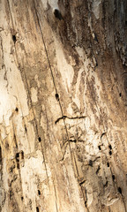 the textured wood from tree