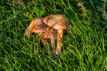 Gymnopilus junonius mushrooms grow in the grass under a poplar tree. Mushrooms close-up.