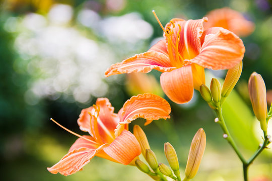 Gardening concept. Flowers of Hemerocallis Fulva in the garden, over a green blurred background. Postcard. Article illustration. Copy space. Selective focus