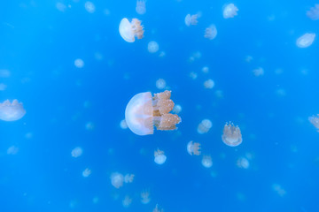 Golden Jellyfish in Palau's Jellyfish Lake