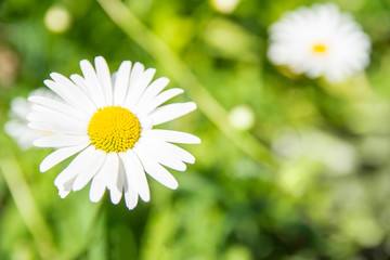 Obraz na płótnie Canvas A daisy flower Matricaria Сhamomilla, shot close up at sunny afternoon. Green grass as a background.