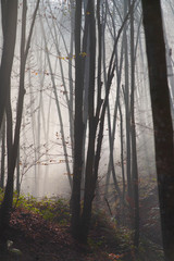 foggy forest in the Ukrainian Carpathians