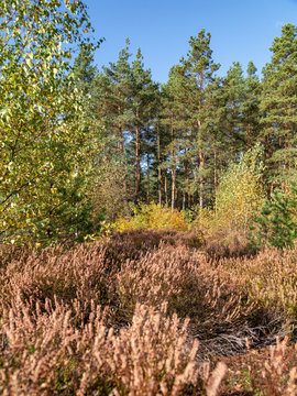 Heather and forest on a beautiful day