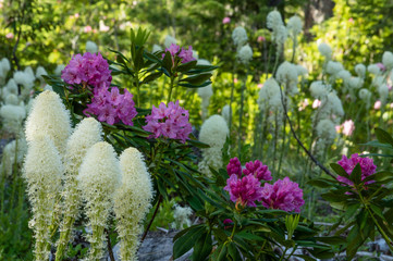 Obraz premium Bear Grass and Rhododendron in the Oregon Cascades.