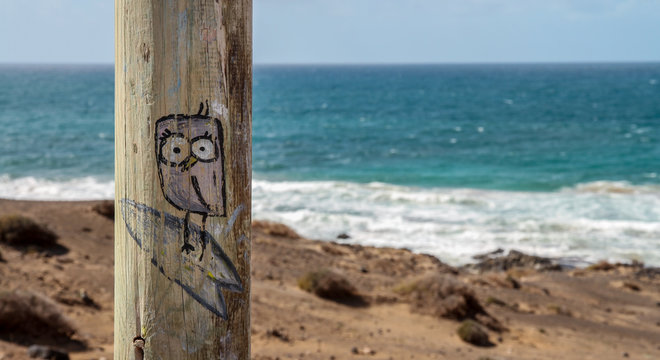 street art panting of cute surfing owl, with ocean and beach in background