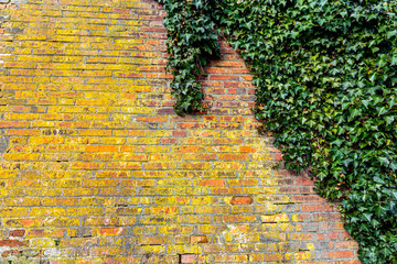 Old building aged brick wall texture with green Ivy