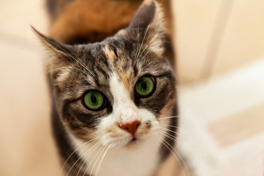 Gatto colorato con espressione incredula.