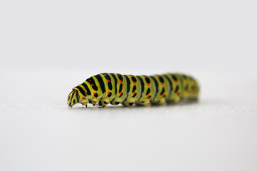 The caterpillar of the Papilio machaon butterfly.