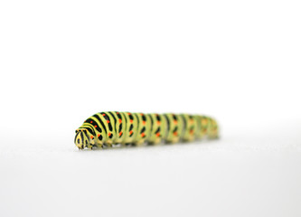 The caterpillar of the Papilio machaon butterfly.