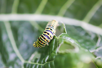 The caterpillar of the Papilio machaon butterfly sitting on green leaf