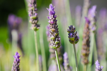 Close up of blooming purple lavender flowers