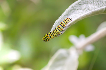 The caterpillar of the Papilio machaon butterfly sitting on green leaf