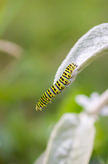 The caterpillar of the Papilio machaon butterfly sitting on green leaf