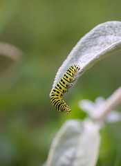 The caterpillar of the Papilio machaon butterfly sitting on green leaf