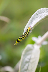 The caterpillar of the Papilio machaon butterfly sitting on green leaf