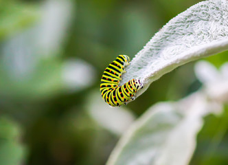 The caterpillar of the Papilio machaon butterfly sitting on green leaf