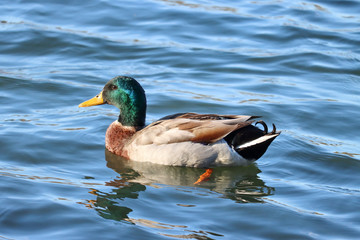 Duck slight profile