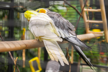 Two parrot birds sitting on wooden stick